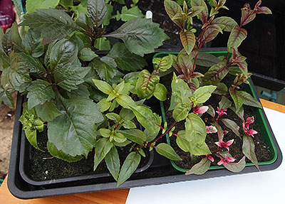 selection of rooted cuttings