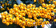 Pyracantha orange berries